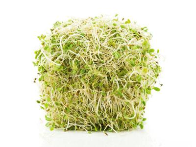 growing sprouts at home for seniors — illustration 2 from Doug Jones' original Garden Island column