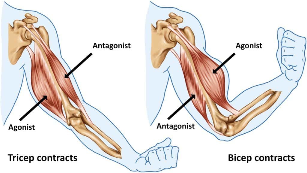 knee pain from muscle imbalance seniors — illustration 6 from Doug Jones' original Garden Island column